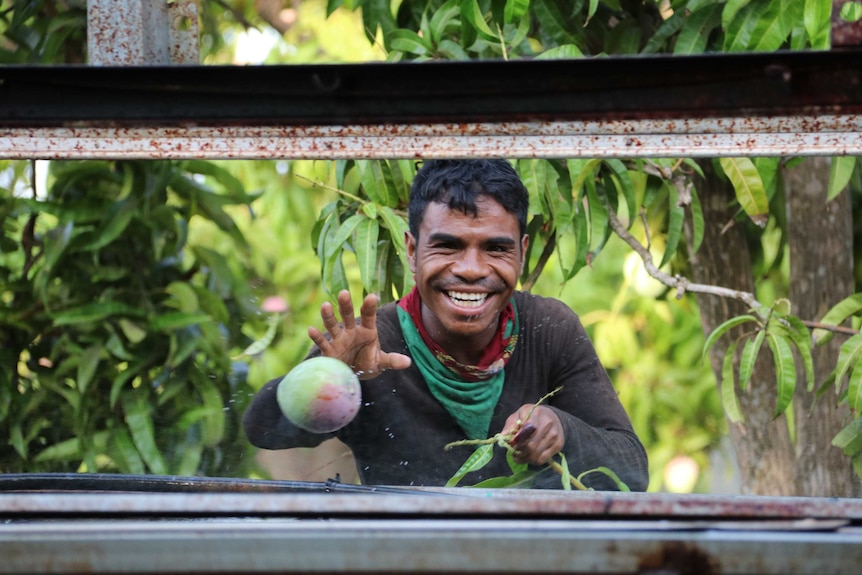 A worker from Timor Leste sorting out mangoes to be washed on the picker at Tou's Garden mango farm.