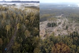 Composite image showing Upper Florentine Valley forest next to logged area at Butlers Gorge in Tasmania.