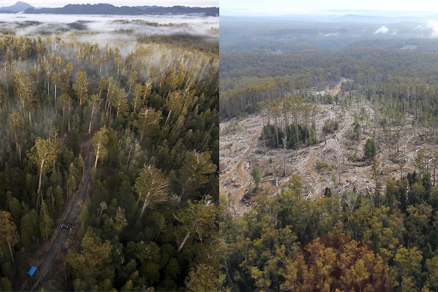 Composite image showing Upper Florentine Valley forest next to logged area at Butlers Gorge in Tasmania.
