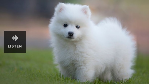 Photo of a small fluffy white puppy . Has Audio.