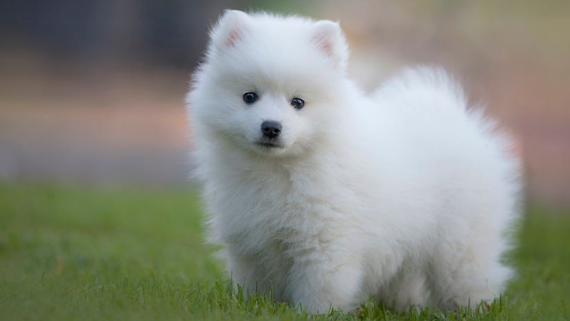 Photo of a small fluffy white puppy 