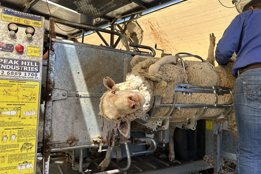 A sheep laying on its back and lifted in the air in a cradle attached to a silver sheep-handling machine.
