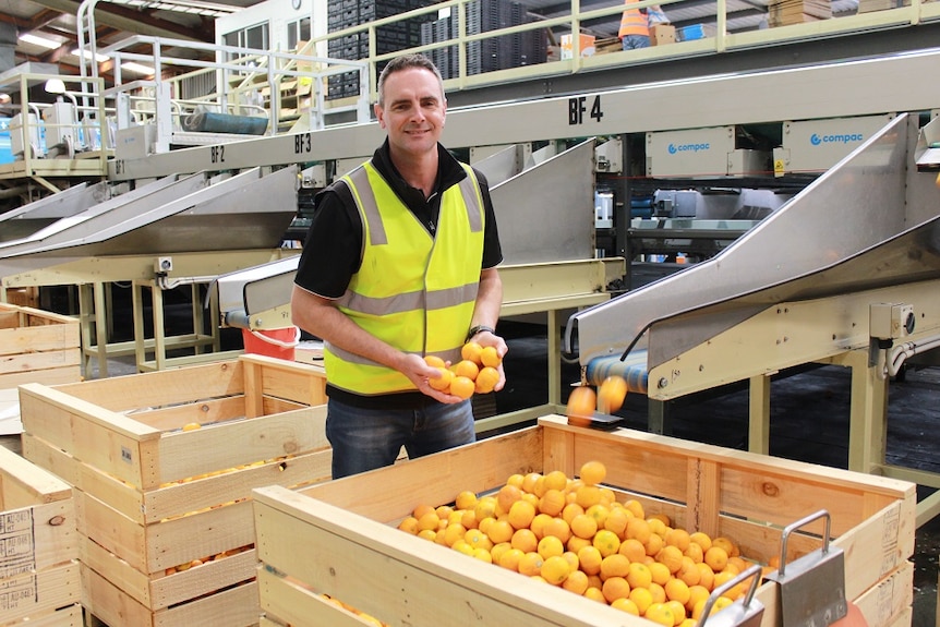 Citrus Australia  Chairman Ben Cant standing in a packing shed in Renmark holding up mandarins.