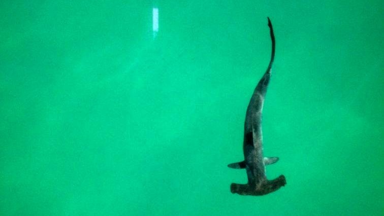 A hammerhead shark swims in clear water