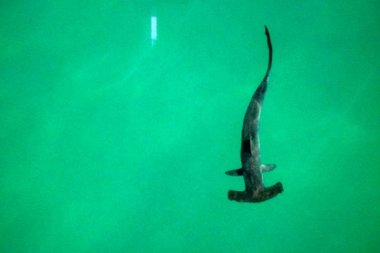 A hammerhead shark swims in clear water