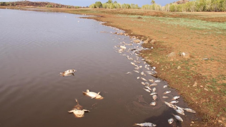 Residents report thousands of dead fish on the edges of Chinaman Creek Dam near Cloncurry in north-west Qld in November 2013