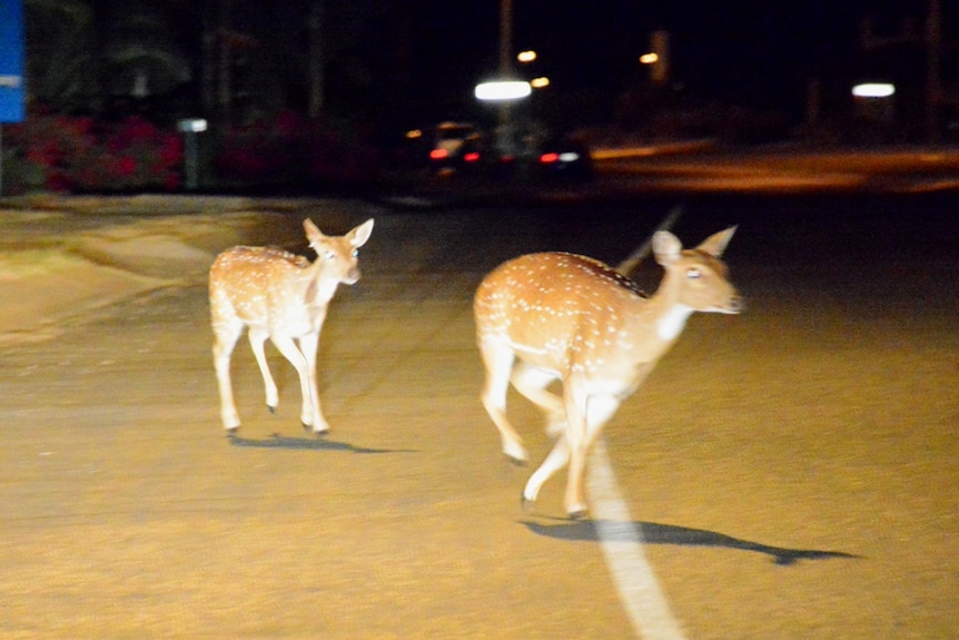 Two deer running across a road at night.