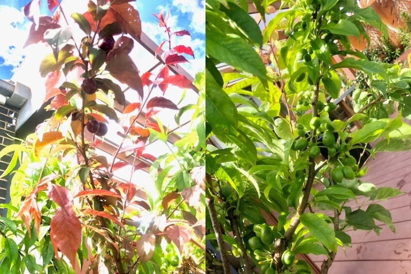 A composite image of a tree's red leaves and fruit, and green leaves and fruit.