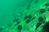 Long-spined sea urchin barren