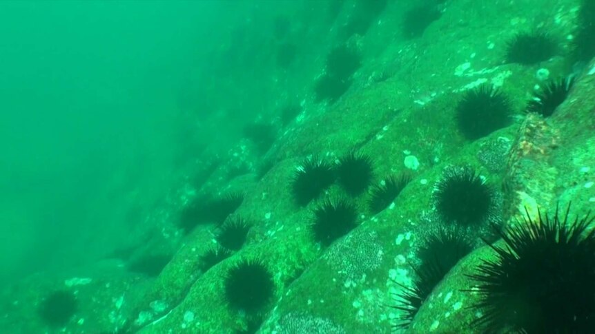 Long-spined sea urchin barren