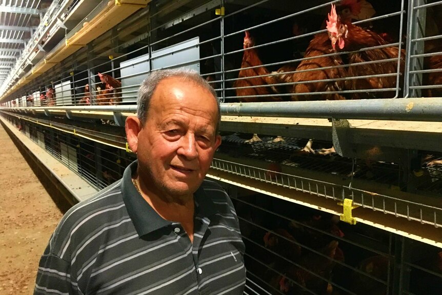 A man stands near chickens in cages