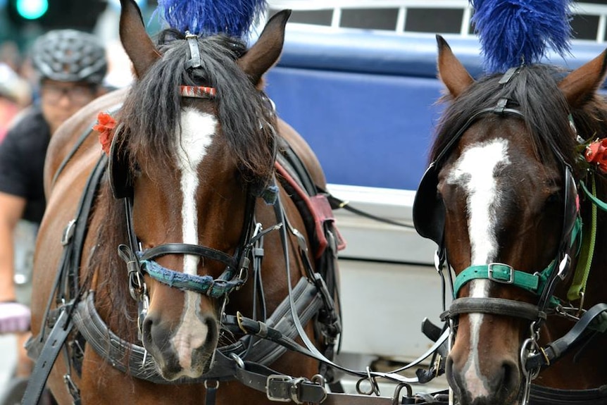 Horse drawn carriage in Melbourne