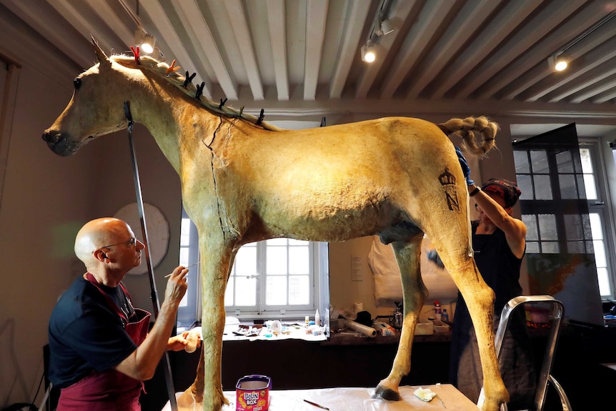 Restoring Vizir, the last horse of Napoleon Bonaparte