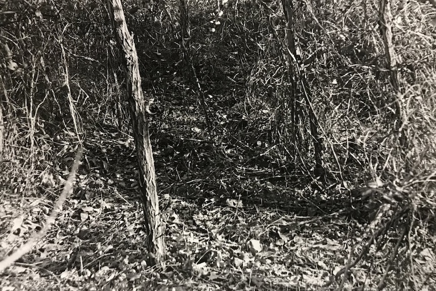 A black and white image of a clearing in the woods. The image pans down to the ground.