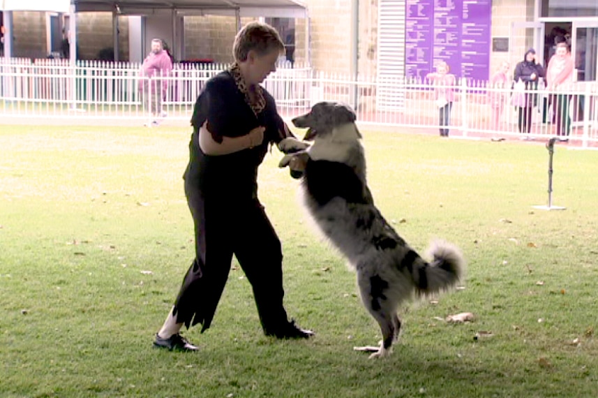 A border collie stands with its paws on the arms of a woman on a grass field at the Perth Royal Show.