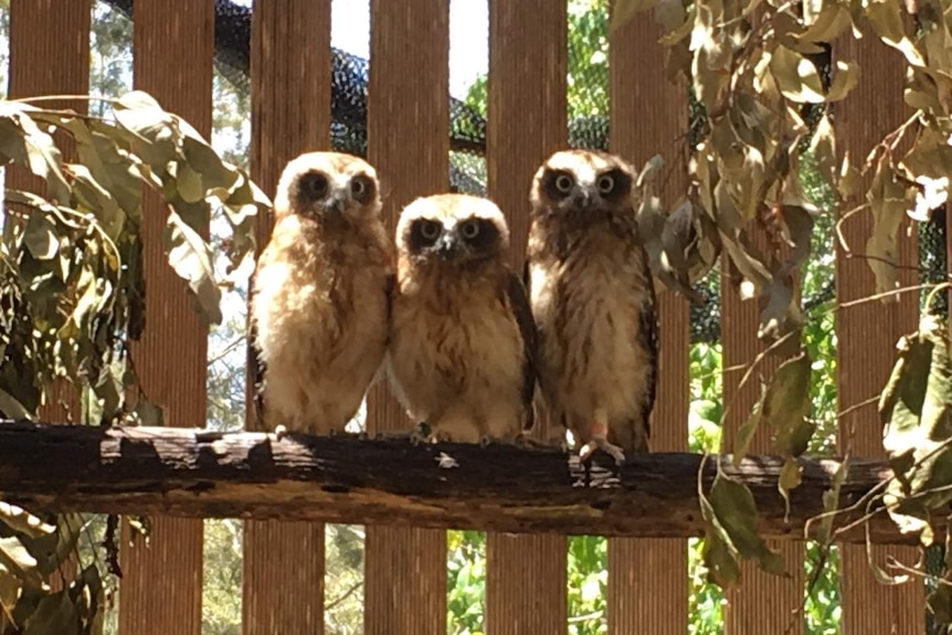 Three Southern boobook orphan owls sit together on a branch.