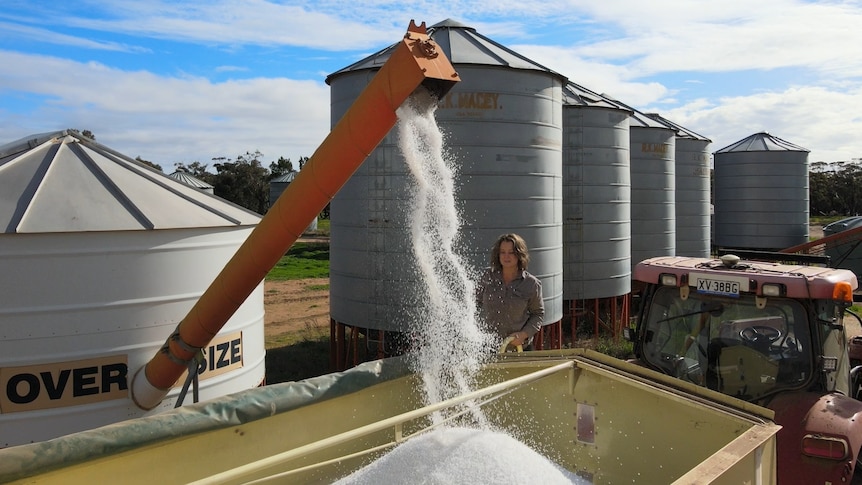 small white urea pellets spill form an augur into a large trailer as a woman watches from the side