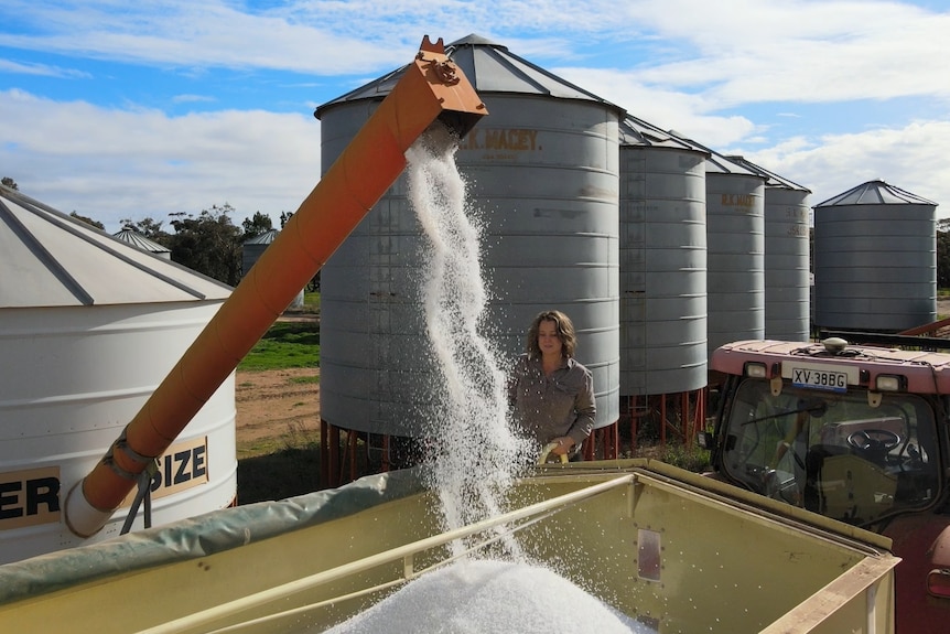 small white urea pellets spill form an augur into a large trailer as a woman watches from the side