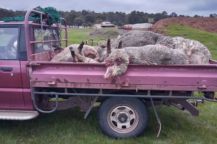 A ute filled with dead sheep.