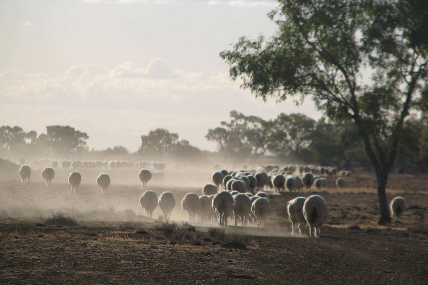 The sheep are mustered in for shearing.