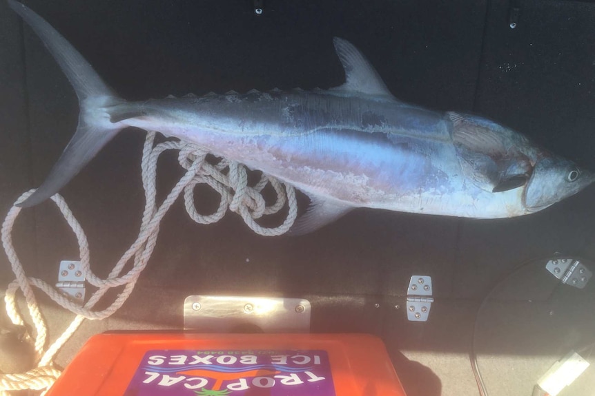 A picture of the 10 kilogram, metre-long mackerel