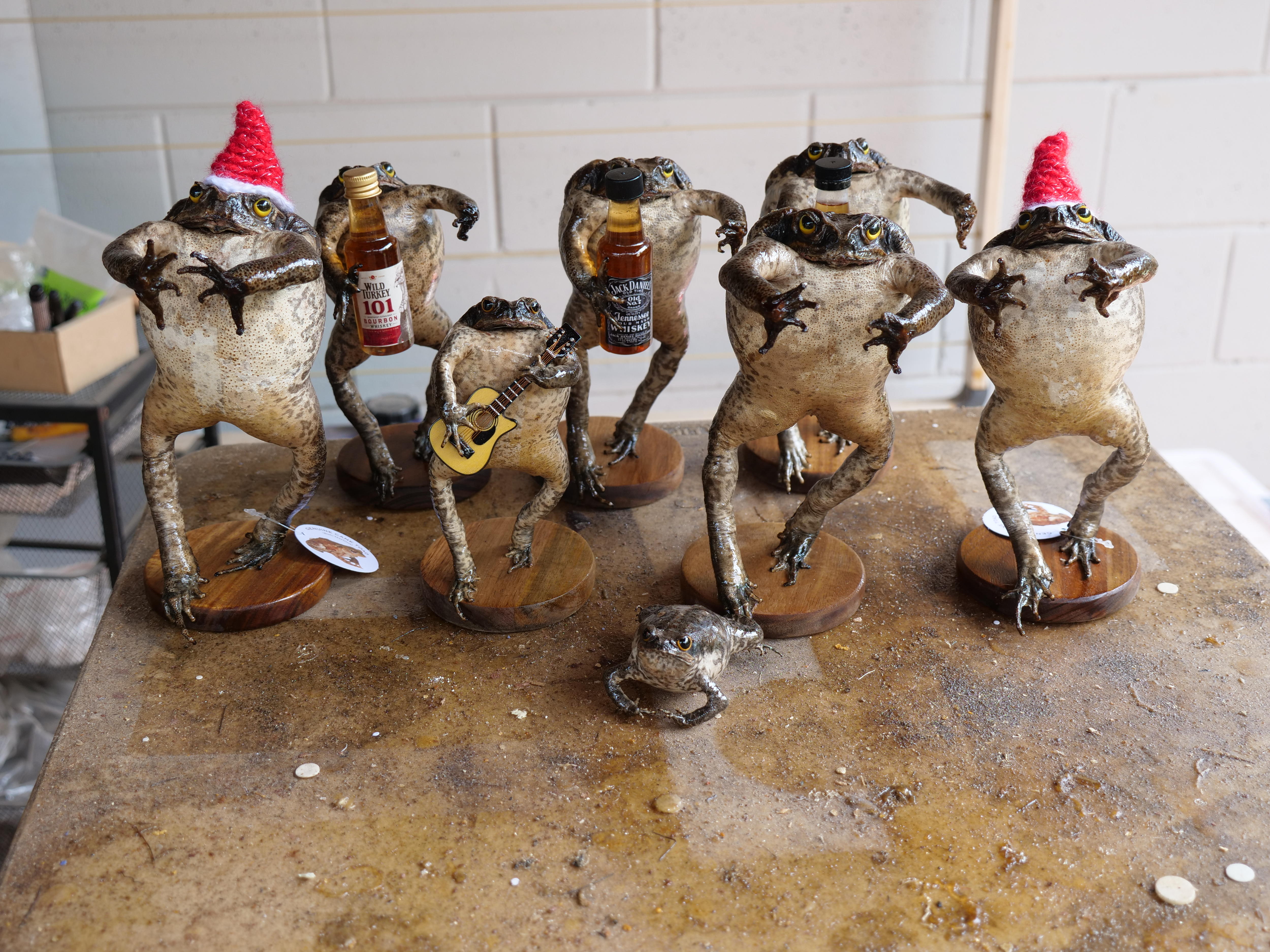 Darwin accountant trades tax for cane toad taxidermy