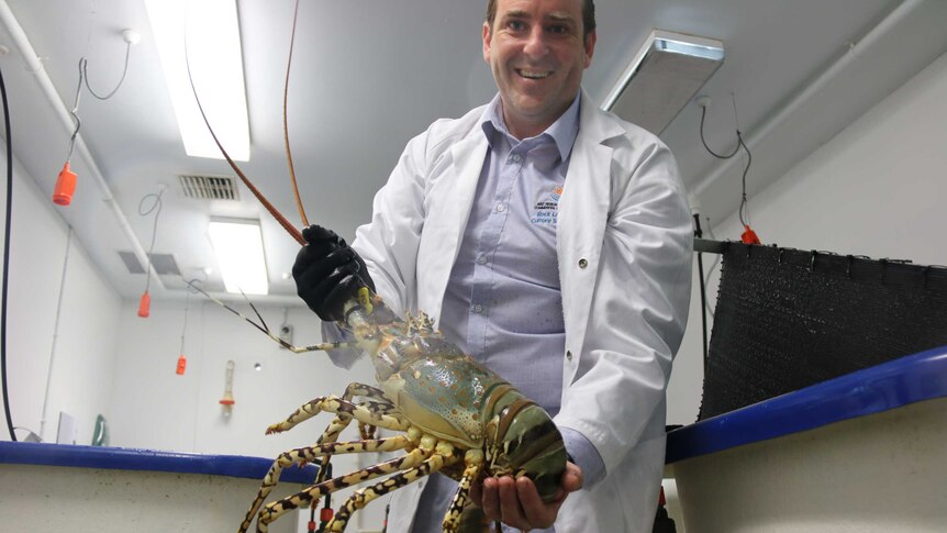 Dr Quinn Fitzgibbon holding a lobster