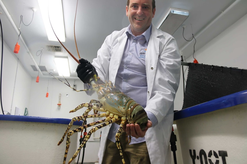 Dr Quinn Fitzgibbon holding a lobster