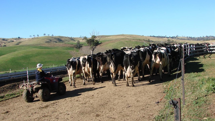 Child herding dairy cows using a quad bike