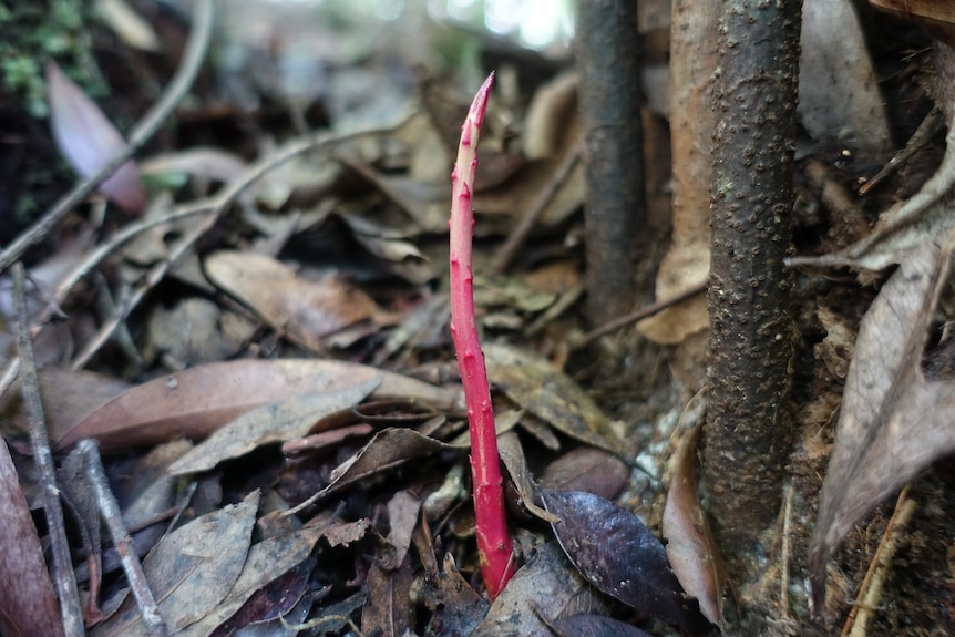 A new shoot sprouting from the base of a fire affected nightcap oak