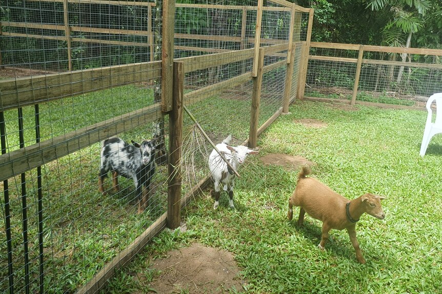 goats in a fenced in area