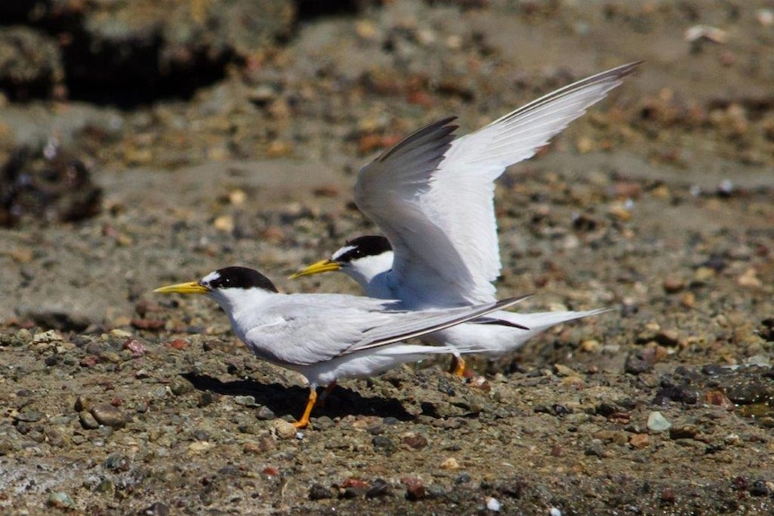 A pair of little terns