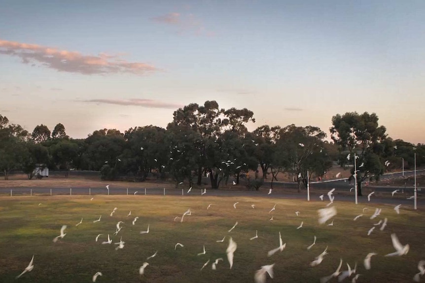 Corellas fly near a sports filed as the sun goes down with trees in the background.