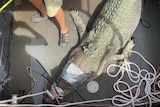 A large crocodile on a boat with tape around its eyes and snout