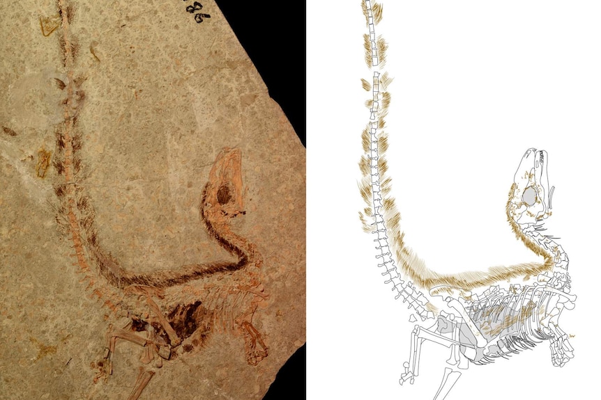 A photo of a fossil specimen of Sinosauropteryx beside a drawing of the bones, stomach and feathers.