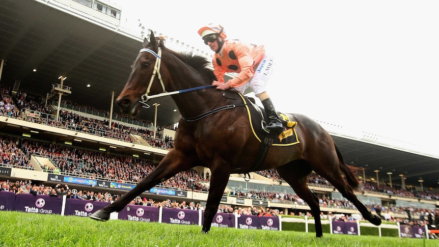 Black Caviar wins Moir Stakes