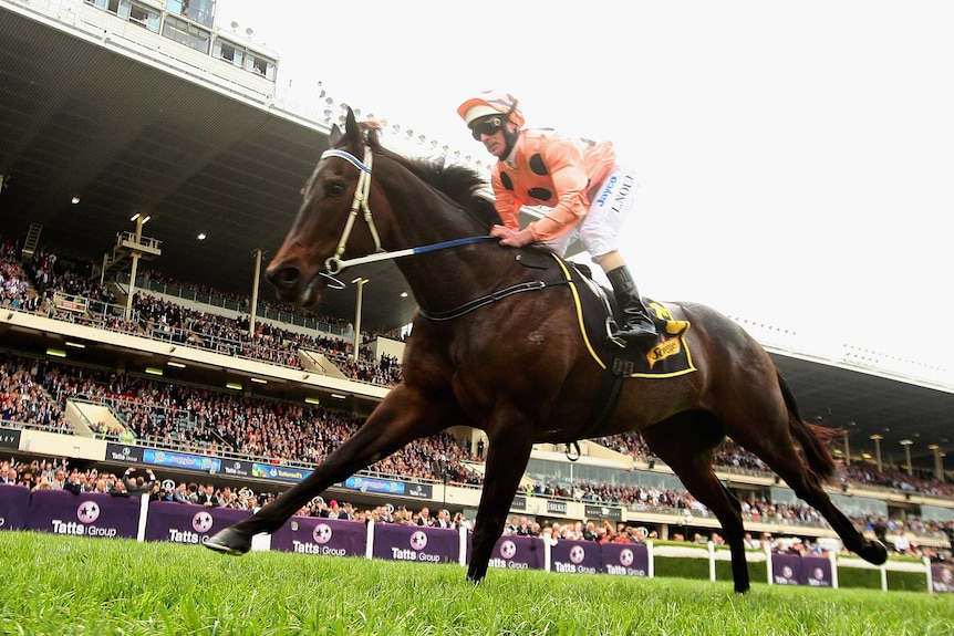 Black Caviar wins Moir Stakes