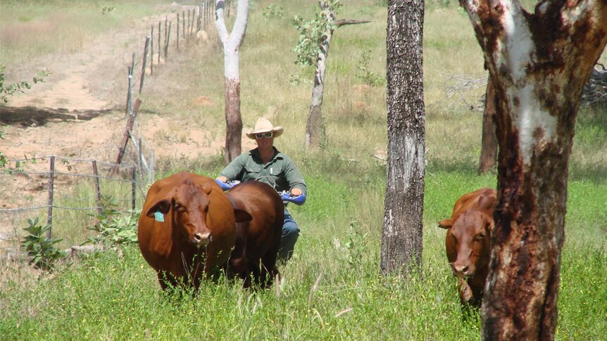 Larakeyah Station manager Matt Rippon moves along some cattle.
