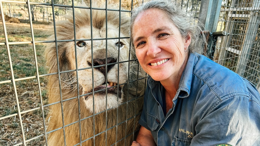 a woman kneels down in front of a lion enclosure with a lion beside her