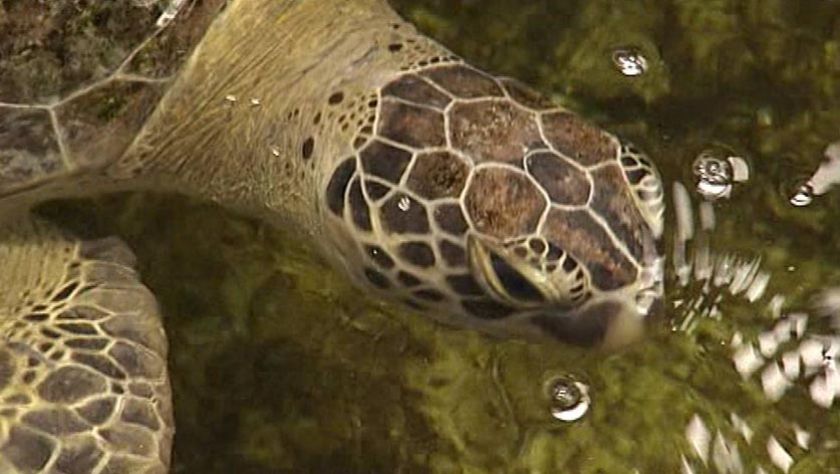 Sponsors urged to shell out to save turtle rookery on Qld's Cape York ...