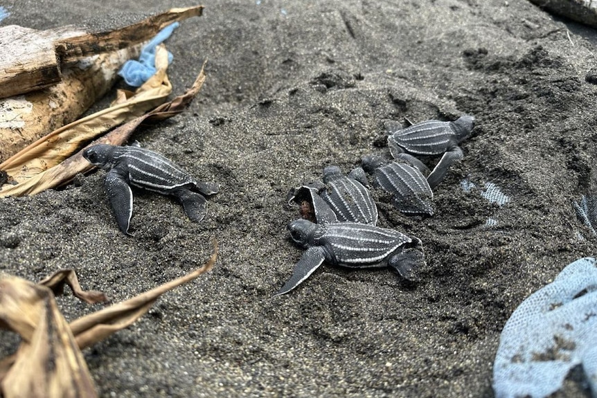 Turtle hatchlings emerge from black sand at their nest. 