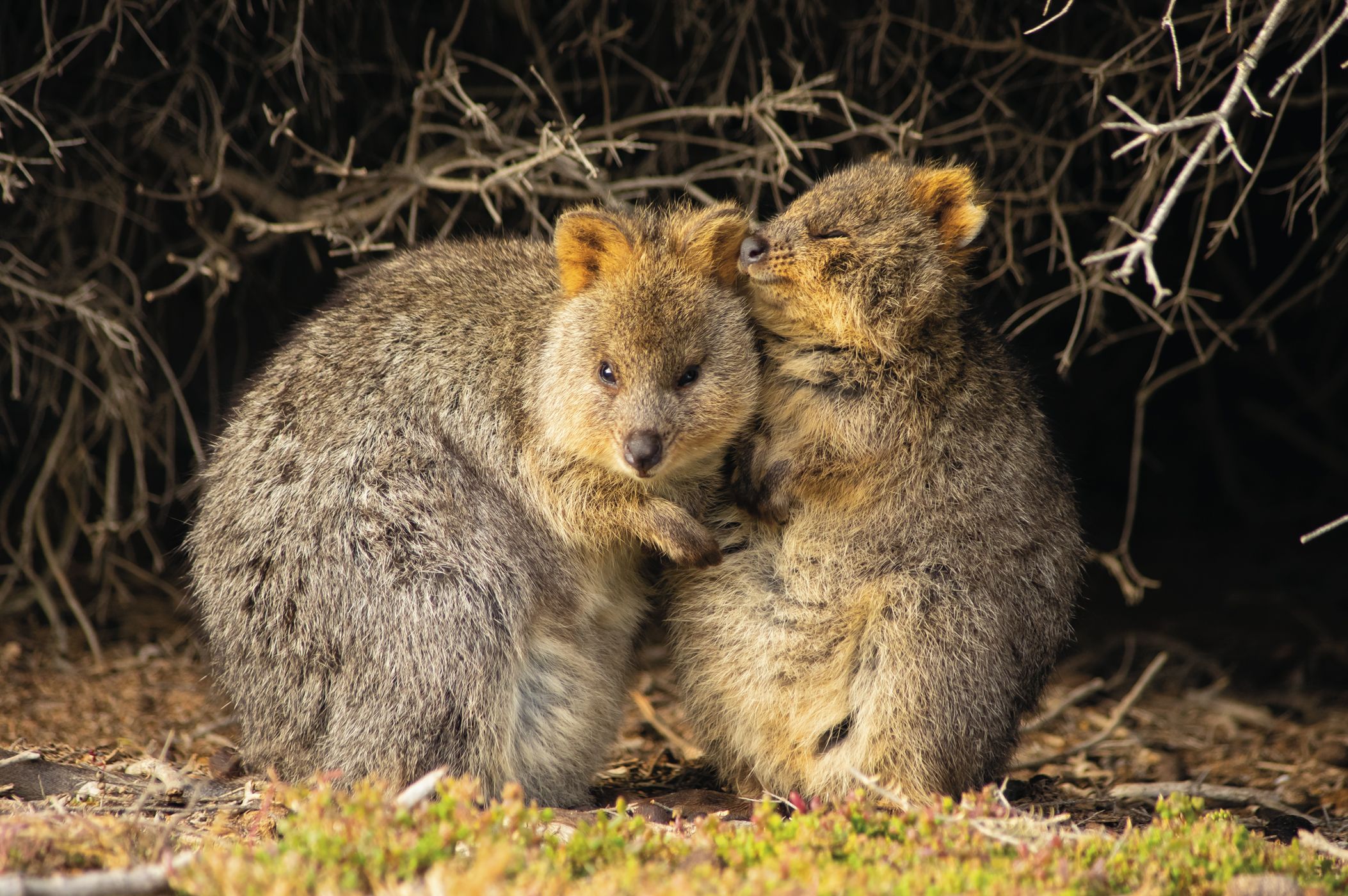 Is the happiest animal on earth okay? - ABC listen