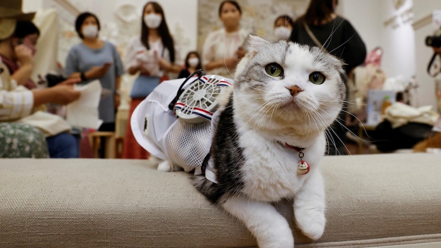 La canicule de Tokyo inspire la création de ventilateurs portables pour aider les chiens et les chats à rester au frais