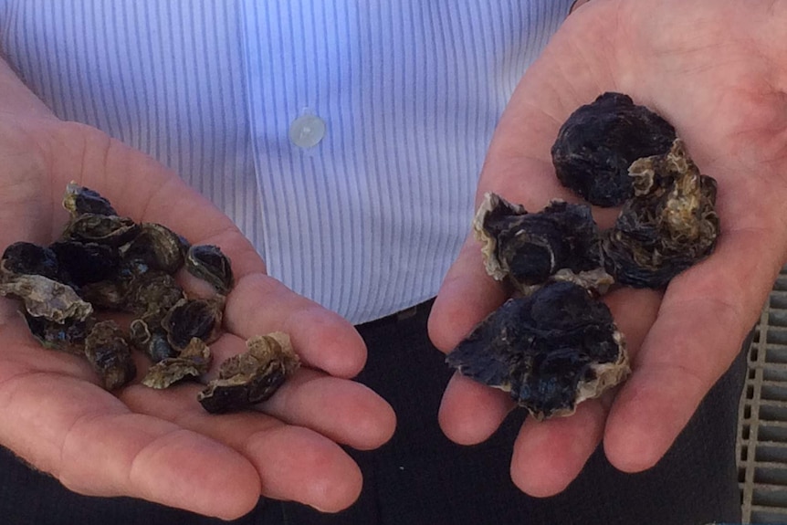 Several juvenile oysters being held in two hands.