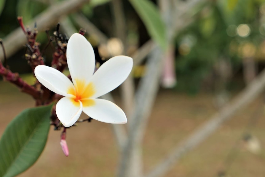 Close-up of frangipani flower on a tree