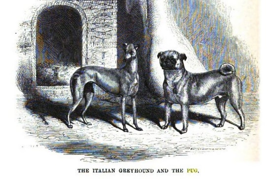 A sketch of a greyhound and a pug