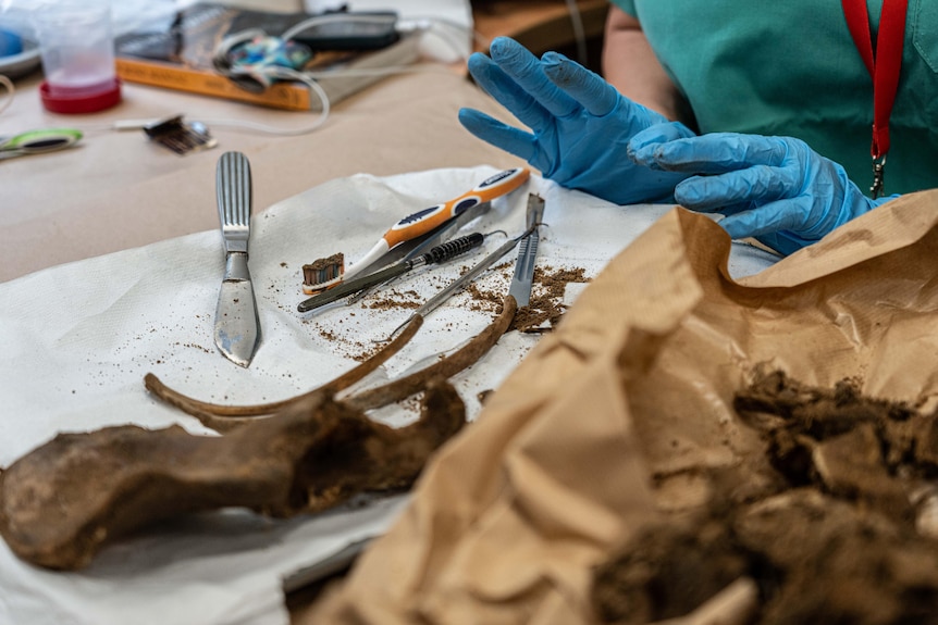 A close up of tools and bone fragments pulled form a brown bag.