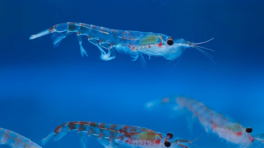 Antarctic krill close up, Australian Antarctic Division.