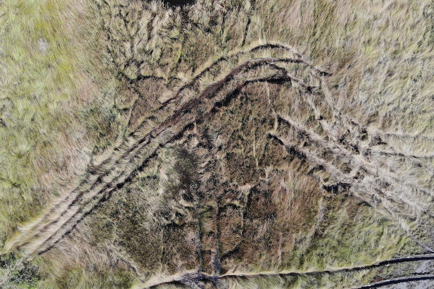 Close-up drone shot of tyre marks in bushland. 