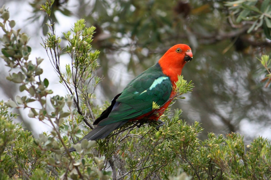A brilliantly colored king parrot perched on a branch in the bush.